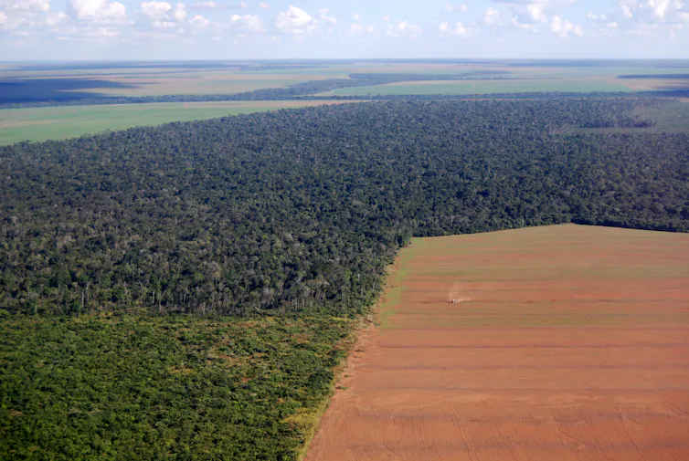 Forest cut down for an agricultural field
