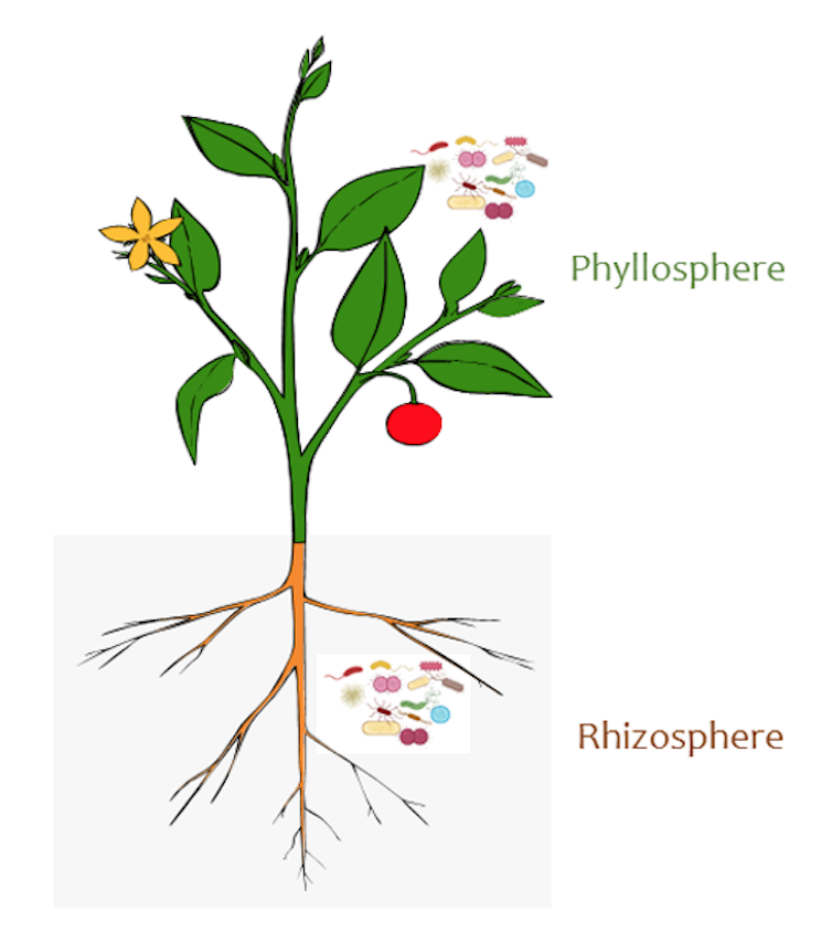 When plants and their microbes are not in sync, the results can be disastrous