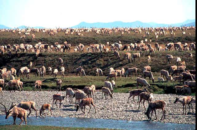 Caribou grazing on Arctic coastal plain.