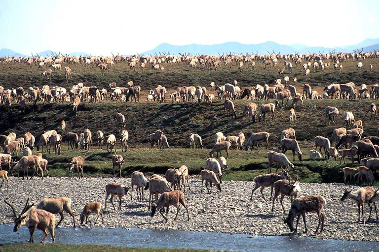 Caribou grazing on Arctic coastal plain.