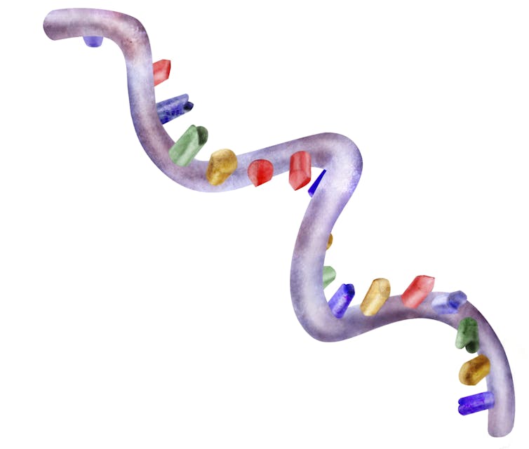 A drawing of a strand of RNA.