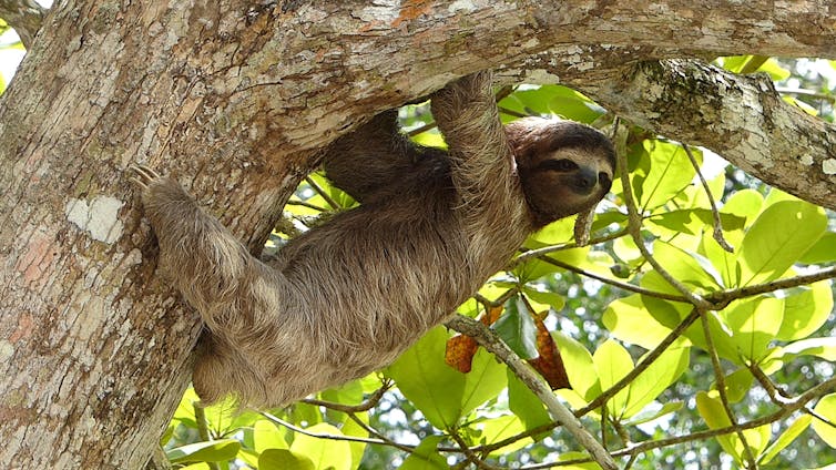 Slock on tree branch.