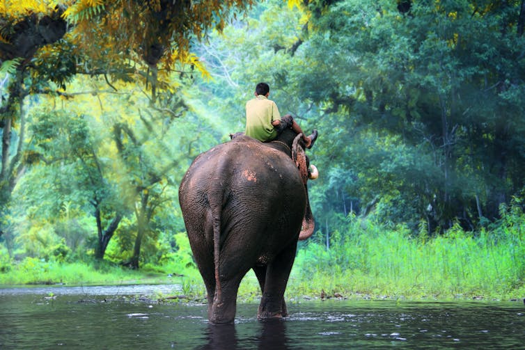 A man riding an elephant in the jungle.