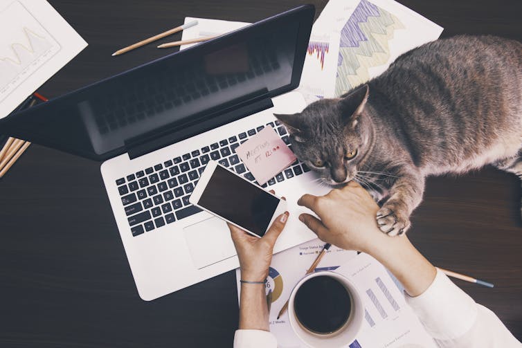 Working at laptop with cat interrupting.