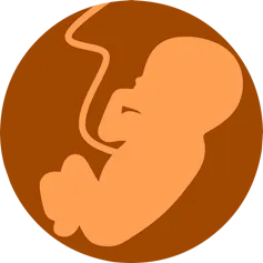 Silhouette of a fetus and umbilical cord.