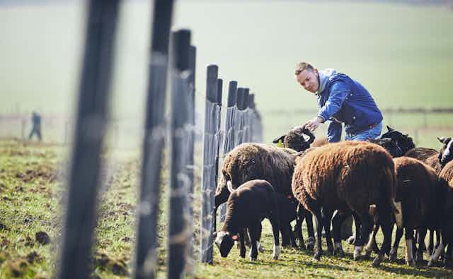 A farmer feeds brown sheep beside a fence.