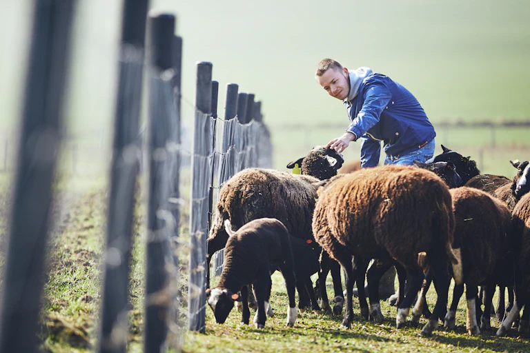 A farmer feeds brown sheep beside a fence.