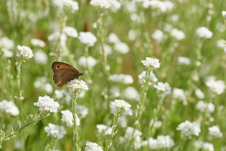 A brown butterfly rests on a white flower in a meadow.