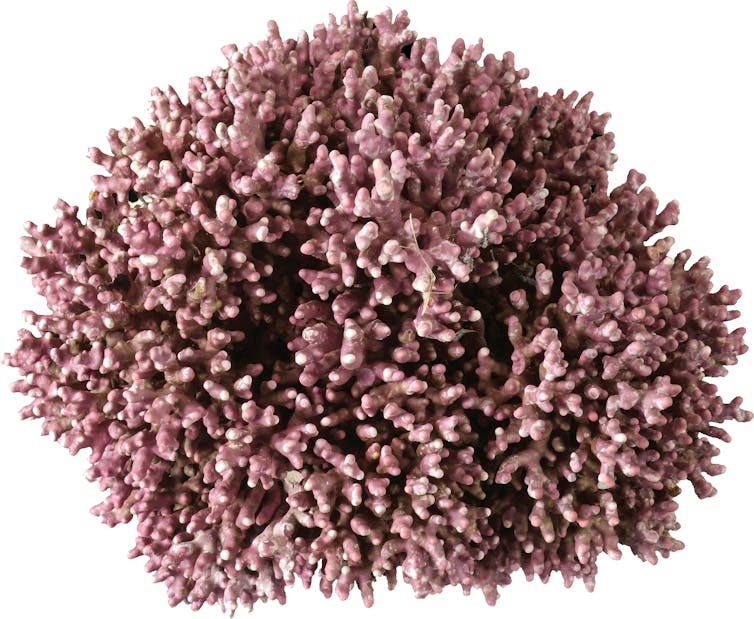 A clump of knobbly, pink, coralline seaweed.