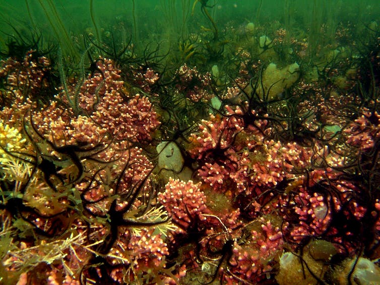 Seafloor habitat with pink clumps of maerl, rocks and seaweed.