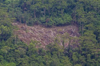 Tiga Cara Politikus Menjarah Hutan Indonesia Kebijakan Pro Investasi Korupsi Dan Praktik Klientelisme