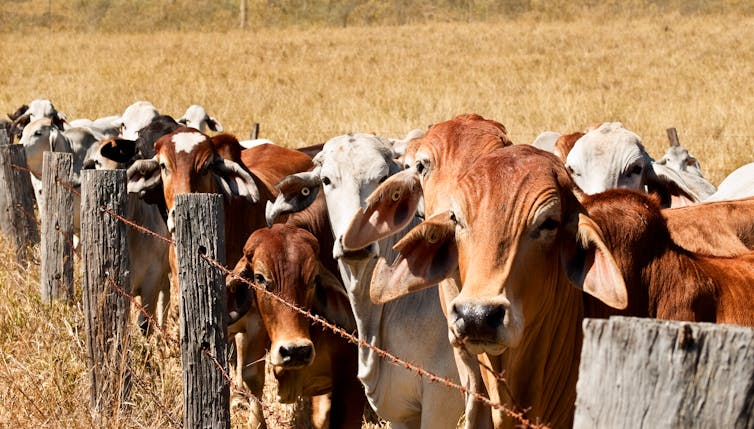 Cows lined up against a fence