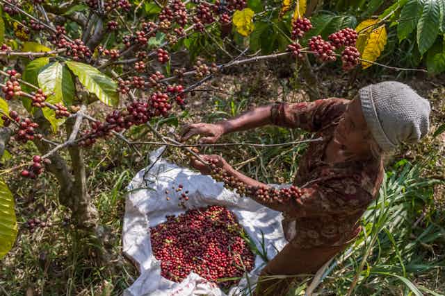 Petani memanen biji kopi robusta di lereng Bukit Kelir, Desa Kelurahan, Kecamatan Jambu, Kabupaten Semarang, Jawa Tengah