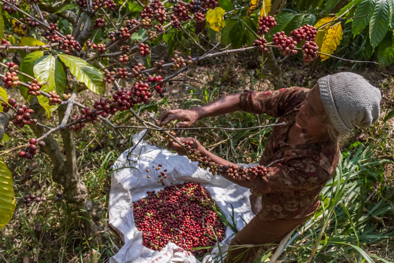 Petani memanen biji kopi robusta di lereng Bukit Kelir, Desa Kelurahan, Kecamatan Jambu, Kabupaten Semarang, Jawa Tengah