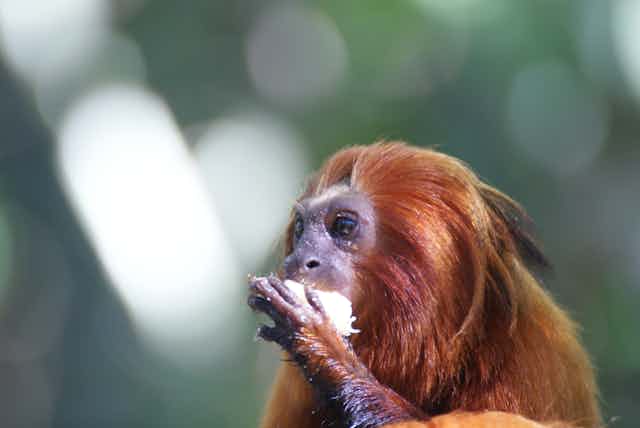 Golden lion tamarin monkey eating.