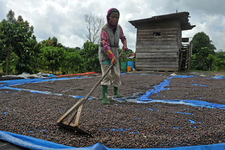 Warga menjemur biji kopi robusta di kawasan penyangga Taman Nasional Kerinci Seblat (TNKS), Desa Durian Rambun, Muara Siau, Merangin, Jambi