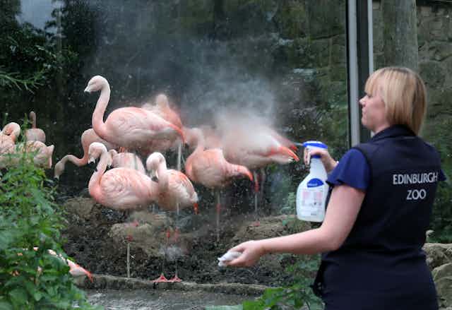 A zoo worker sprays a glass wall separating her from some flamingoes with sanitiser.