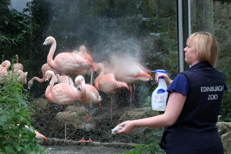 A zoo worker sprays a glass wall separating her from some flamingoes with sanitiser.
