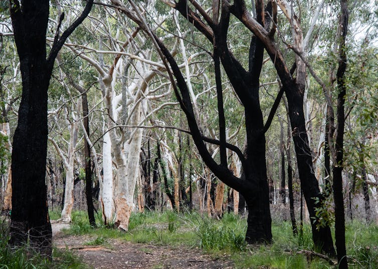 Blackened tree trunks and shoots of green