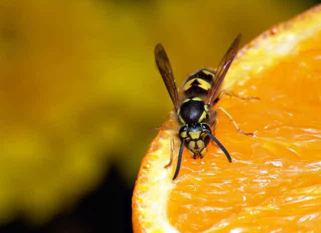 Wasp on fresh orange.