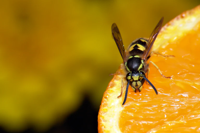 Wasp on fresh orange.