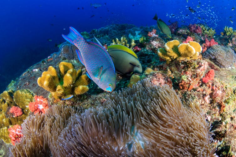 Colourful parrotfish nibble seaweed on a tropical coral reef.