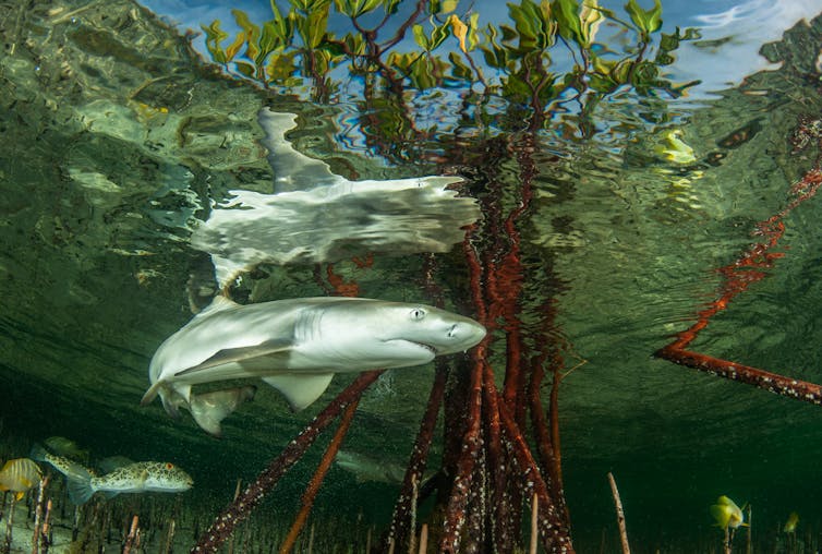 A juvenile lemon shark swims between mangrove roots in shallow coastal water.