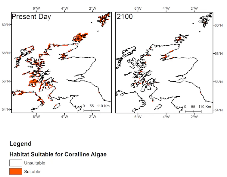 Two maps comparing maerl bed distribution off the Scottish coast today and in 2100.
