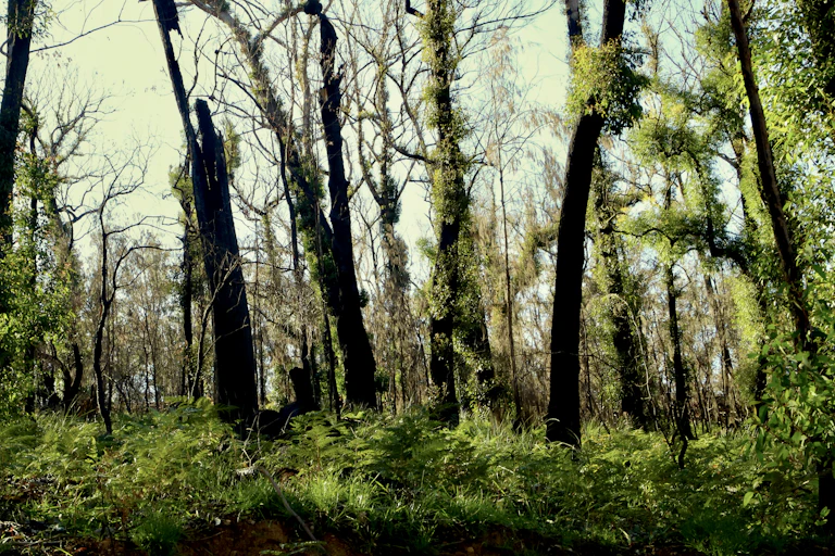 BVegetation resprouting on the NSW South Coast after fires