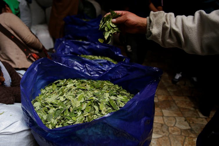 A blue bag filled with green coca leaves.