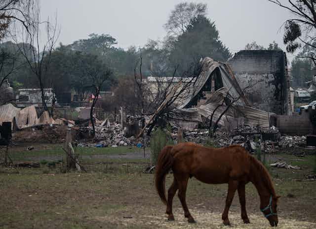 A horse grazes in front of a burnt-down house. 