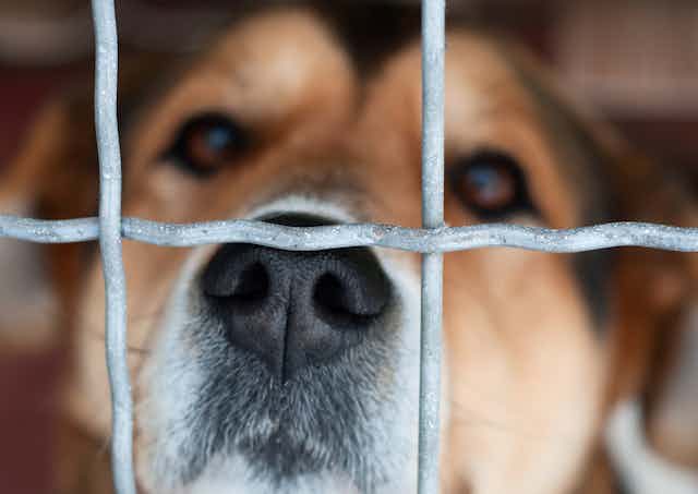 A sad dog behind a wire fence.