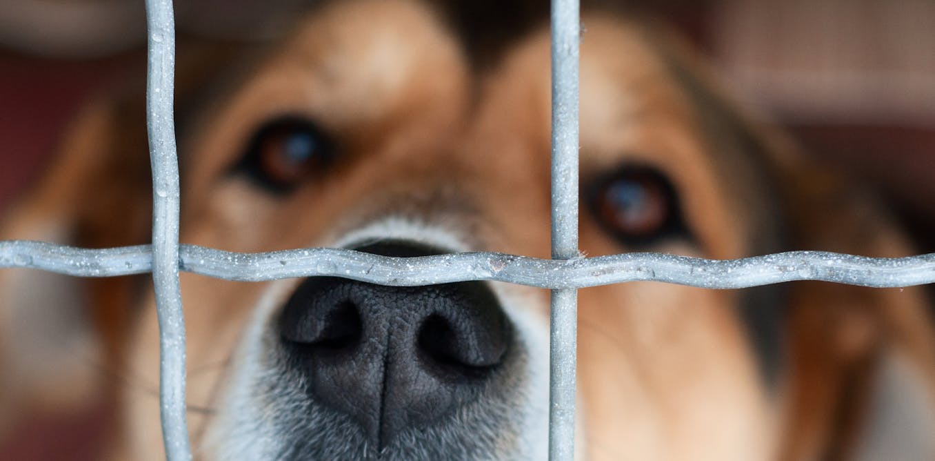 People hate cruelty to animals, so why do we do it?