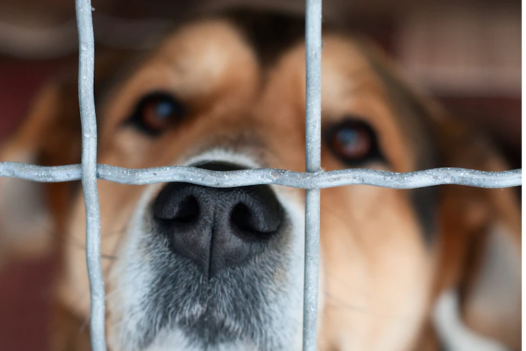 A sad dog behind a wire fence.