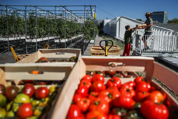 Boxes of peppers in the foreground with rows of crops in the background and workers unloading boxes.