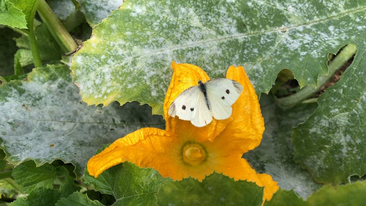 A white butterfly rests on the yellow flower of a courgette.