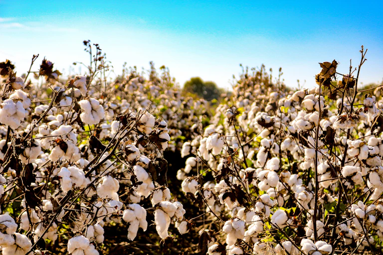 Close-up of white flowering plants on field.