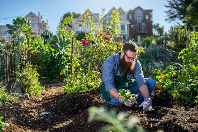 A man pulls up a beetroot in a city allotment.