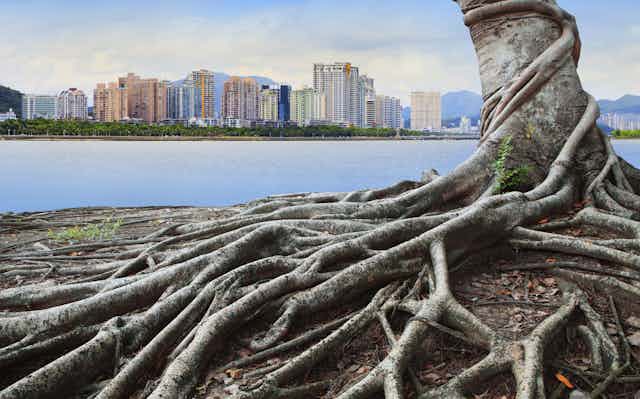árbol con raíces vistas frente a una ciudad de rascacielos.
