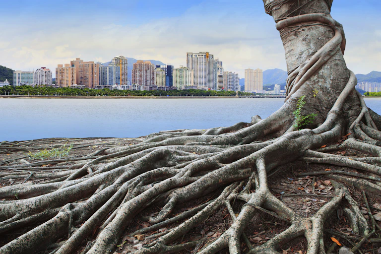 árbol con raíces vistas frente a una ciudad de rascacielos.