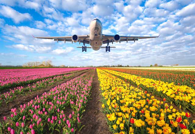 Large plane lands at an airport over a field of tulips