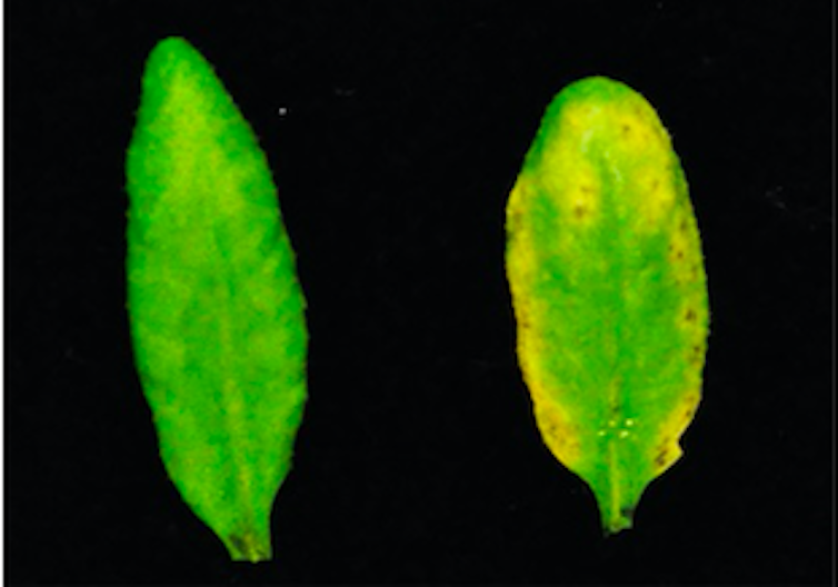 When plants and their microbes are not in sync, the results can be disastrous