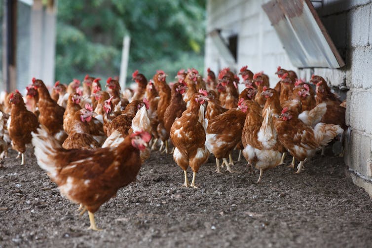 Several chickens outside a coop