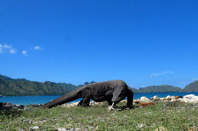 Seekor Komodo (Varanus komodoensis) berjalan di pinggir pantai Pulau Komodo, di Komplek Taman Nasional Komodo, NTT