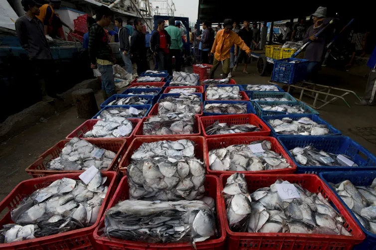 Sejumlah pekerja membongkar muat ikan laut hasil tangkapan di Pelabuhan Perikanan Muara Angke, Jakarta