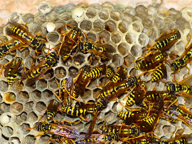 Many wasps and a wasp nest.