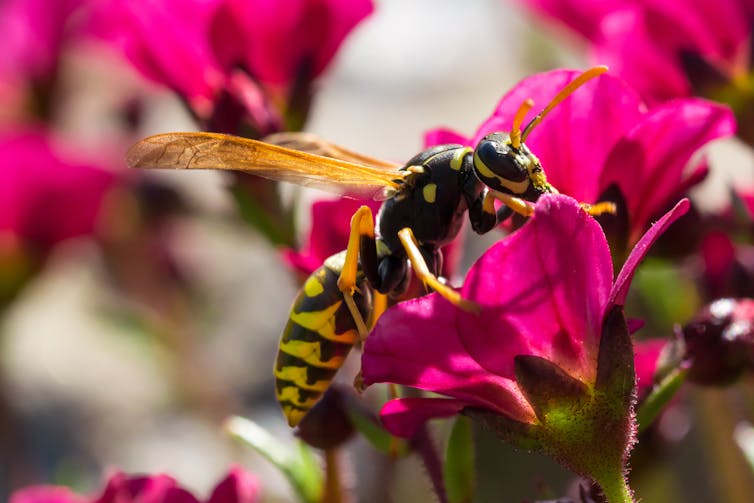 A wasp sits on a pink flower.