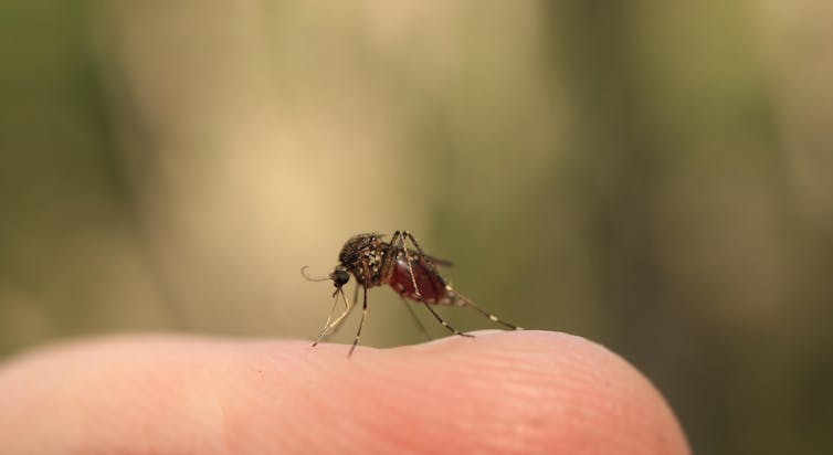 Could an insect repellent with citriodiol help fight the bite of COVID-19? Not so fast