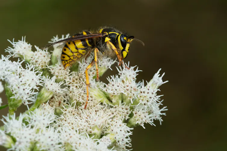 Une guêpe s’assoit sur des fleurs blanches.