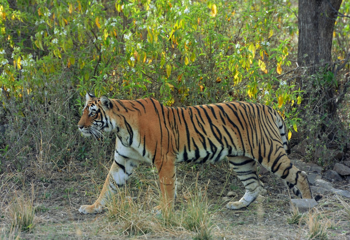 South China Tiger Facts Habitat Behavior Diet Pictures